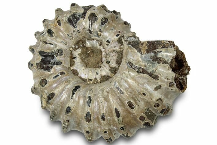Bumpy Ammonite (Douvilleiceras) Fossil - Madagascar #308921
